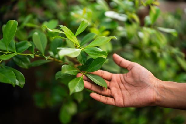 How Our Tree Care Process Works  in  Delphos, OH